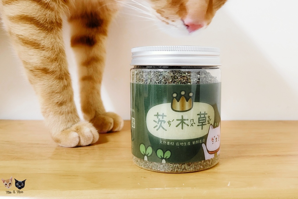 20220328 CatFeet 茨木草貓薄荷