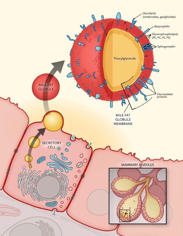 乳脂球膜(Milk fat globule membrane)