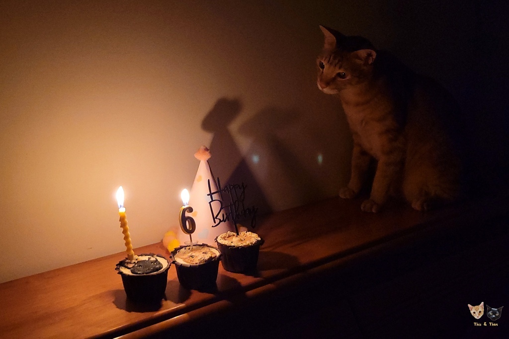 202507 吸吧 寵物手工蛋糕 202507 吸吧 寵物手工蛋糕