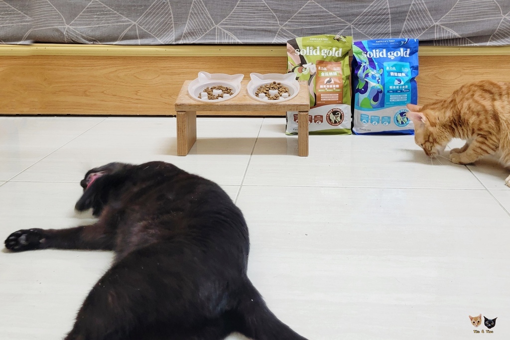 202509 solid gold 素力高