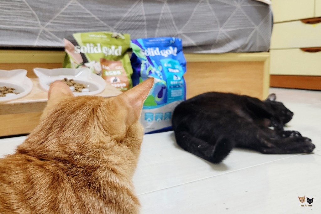 202509 solid gold 素力高