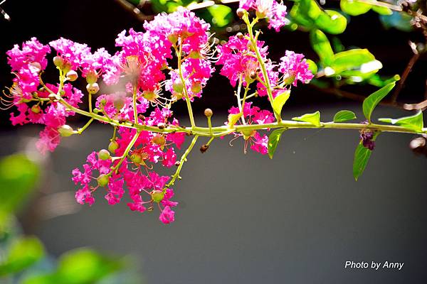 花系列 紫薇花 夏天盛開的花朵 Anny S秘密花園 痞客邦