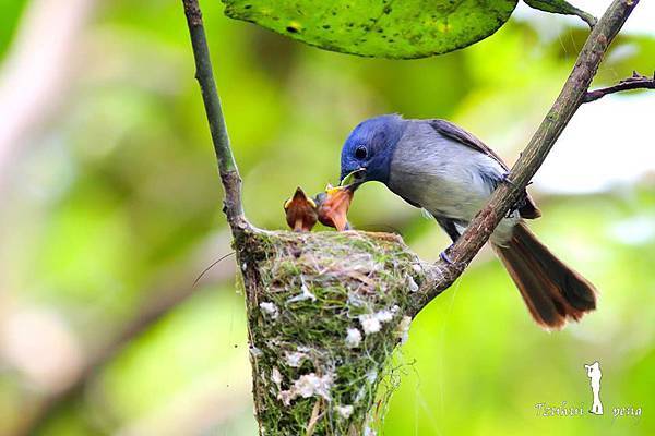 藍鶲育雛4