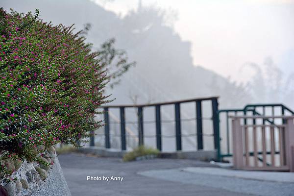 八卦茶園26.jpg