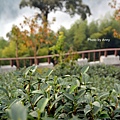 八卦茶園34.jpg