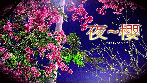 夜櫻a1.jpg 夜櫻a1.jpg