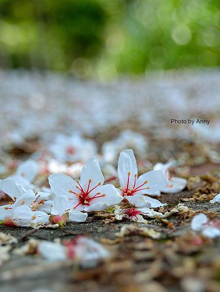 桐花17.jpg