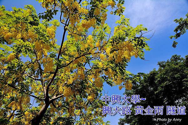 興大阿勃勒a1.jpg 興大阿勃勒a1.jpg