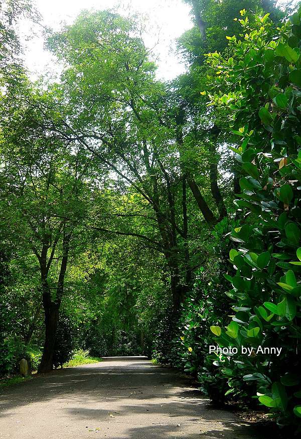 遊嘉義 嘉義市區裡的森林 樹木園與射日塔 Anny S秘密花園 痞客邦