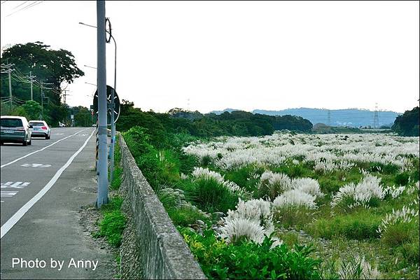 甜根子1.jpg 甜根子1.jpg