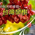 欒花a1.jpg