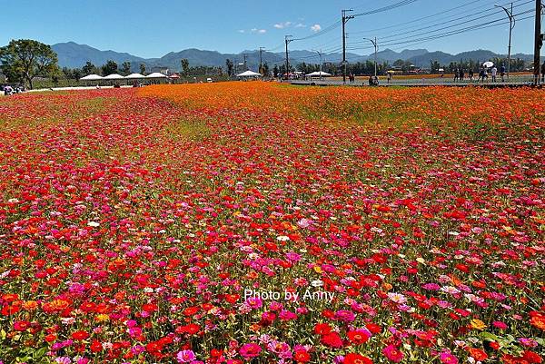 花海66.jpg