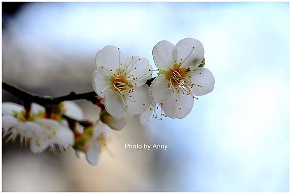 菩薩寺11