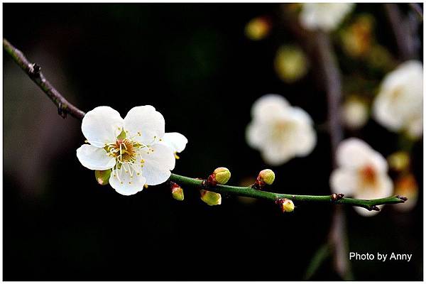 菩薩寺22