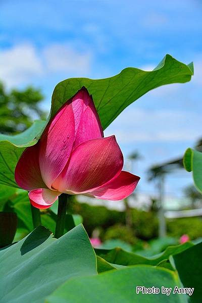 心田花園 16.jpg