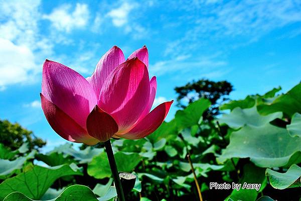 心田花園26.jpg