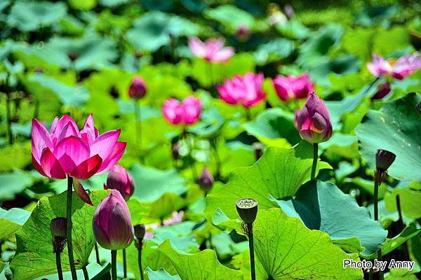 心田花園47.jpg