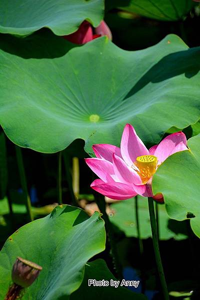 心田花園50.jpg