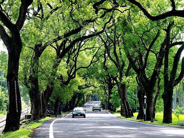 集集綠色隧道