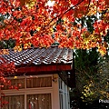 福壽山楓59.jpg