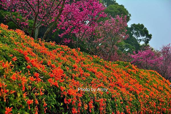 炮仗花16.jpg