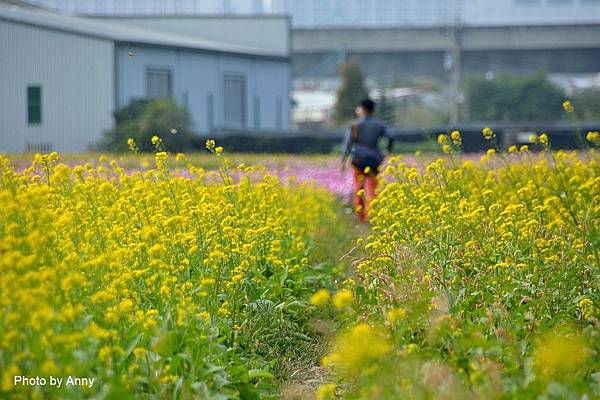 廣福花海75.jpg