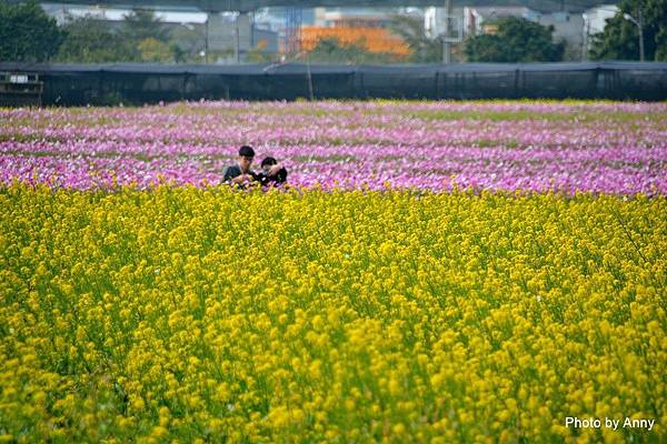 廣福花海76.jpg