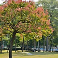 舊社公園17.jpg