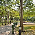 舊社公園18.jpg