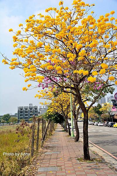 黃風鈴木39.jpg