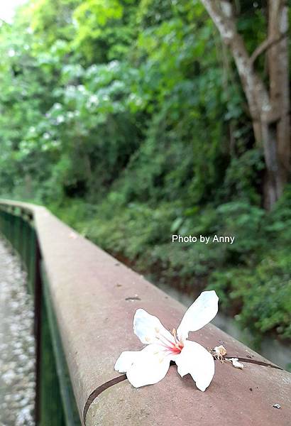 桐花步道45-1.jpg