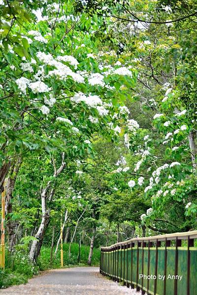 桐花步道58.jpg