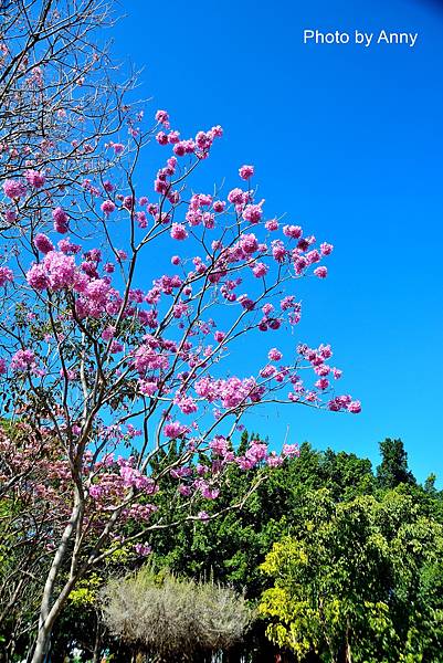 十甲公園26.jpg