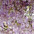 紫藤8.jpg