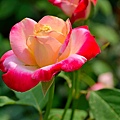 花32.jpg