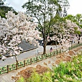 竹崎公園56.jpg