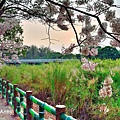 竹崎公園67.jpg