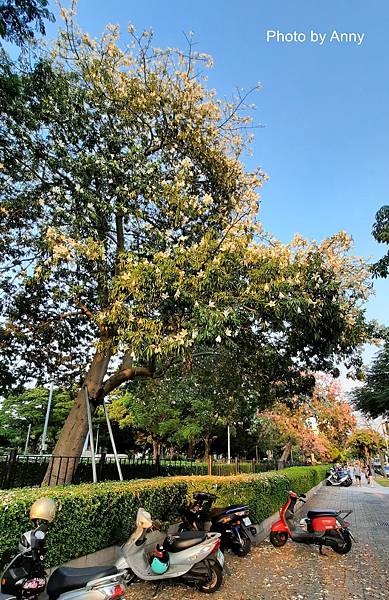 美人樹3.jpg