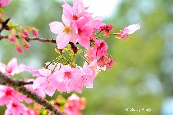 櫻花鳥森林19.jpg