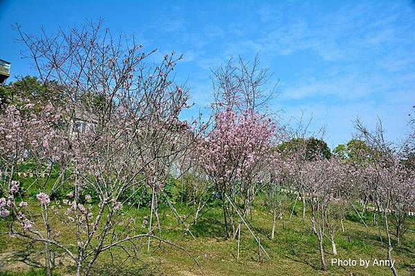 櫻花鳥森林24.jpg