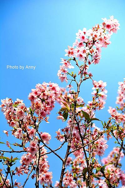 櫻花鳥森林31.jpg