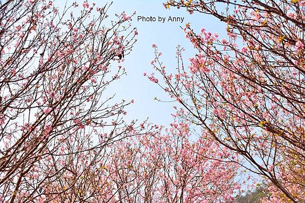 櫻花鳥森林37.jpg