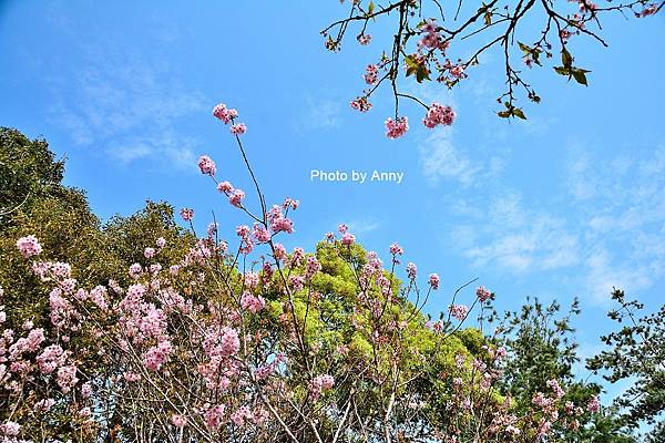 櫻花鳥森林41.jpg