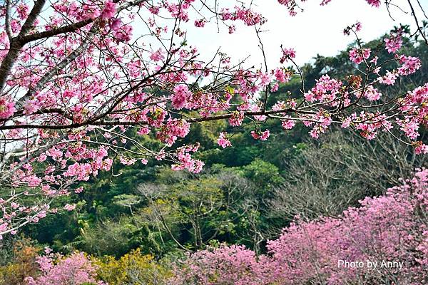 櫻花鳥森林67.jpg