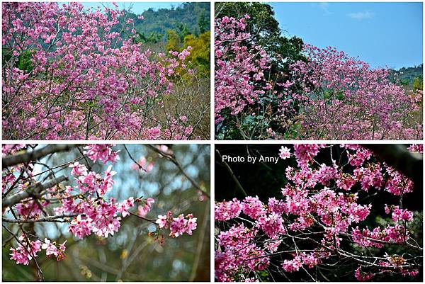 櫻花鳥森林81.jpg