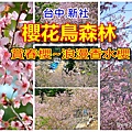 櫻花鳥森林a1.jpg