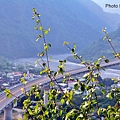 霧台觀景台10.jpg