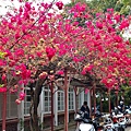 糖廠26.jpg