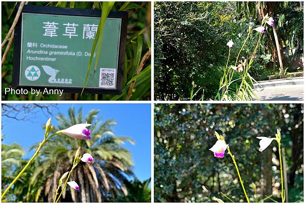 台北植物園8.jpg