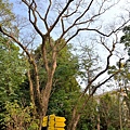 台北植物園37.jpg